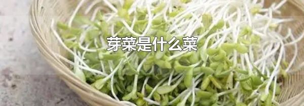 芽菜是什么菜
