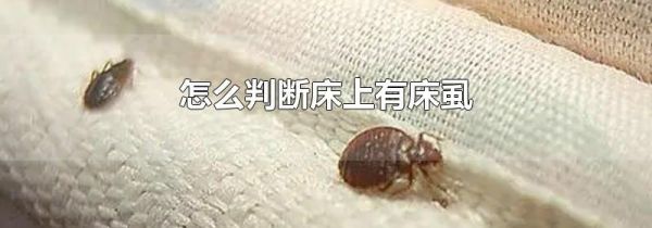 怎么判断床上有床虱