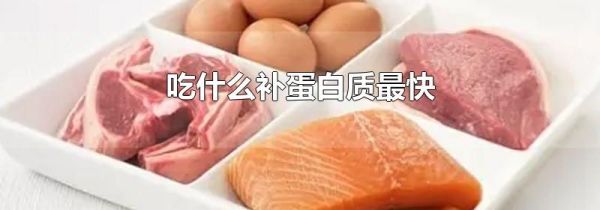 吃什么补蛋白质最快