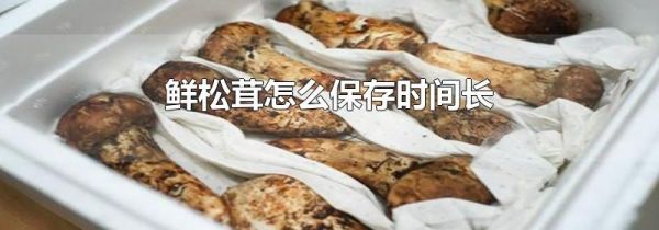 鲜松茸怎么保存时间长