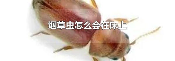 烟草虫怎么会在床上