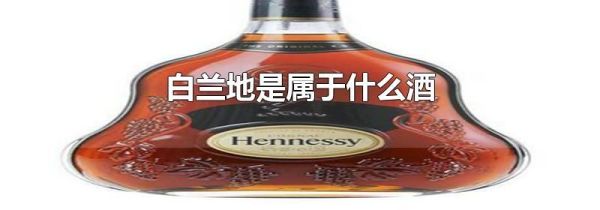 白兰地是属于什么酒