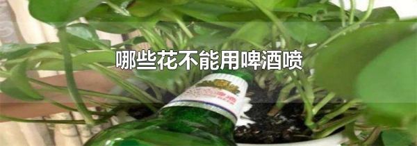 哪些花不能用啤酒喷