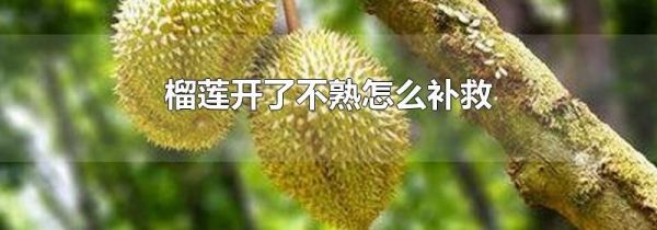 榴莲开了不熟怎么补救