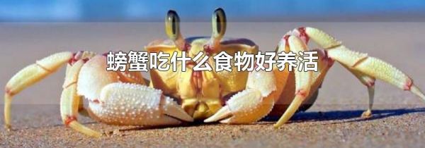 螃蟹吃什么食物好养活