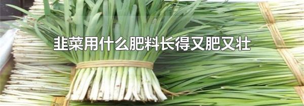韭菜用什么肥料长得又肥又壮
