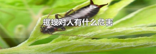 蠼螋对人有什么危害