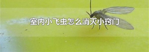 室内小飞虫怎么消灭小窍门