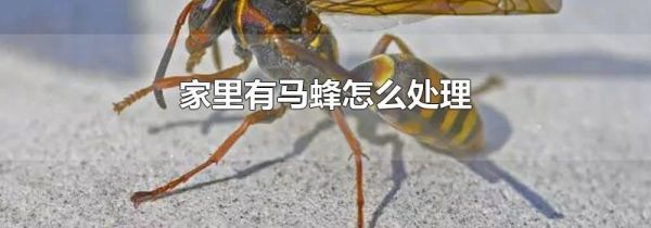 家里有马蜂怎么处理