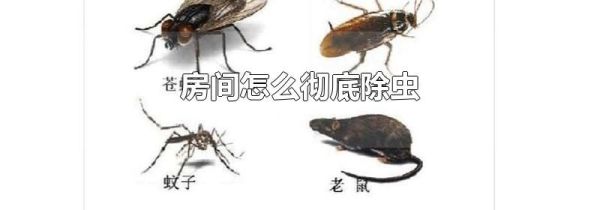 房间怎么彻底除虫