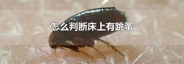 怎么判断床上有跳蚤