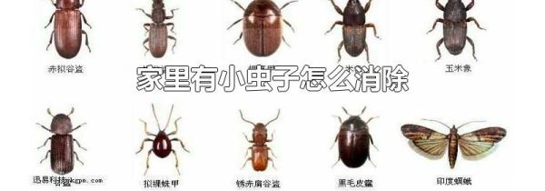 家里有小虫子怎么消除