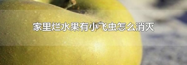 家里烂水果有小飞虫怎么消灭