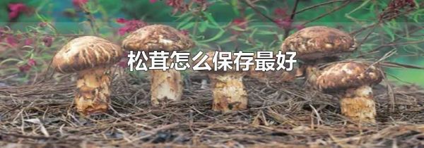 松茸怎么保存最好