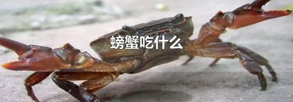 螃蟹吃什么