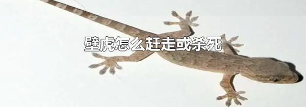 壁虎怎么赶走或杀死