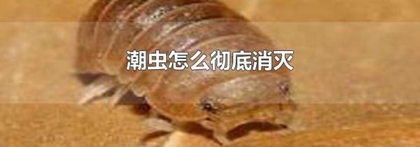 潮虫怎么彻底消灭