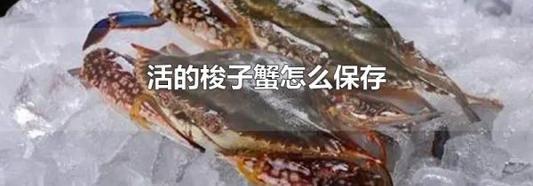 活的梭子蟹怎么保存