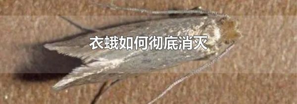 衣蛾如何彻底消灭