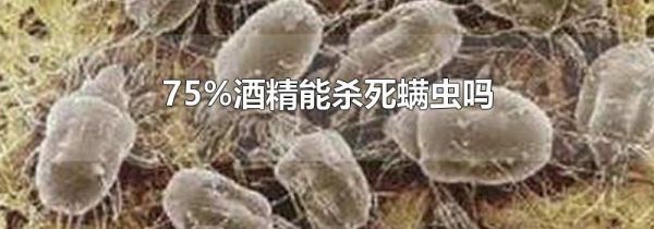 75%酒精能杀死螨虫吗