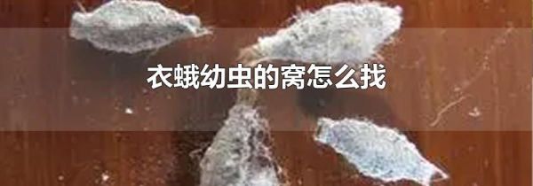 衣蛾幼虫的窝怎么找