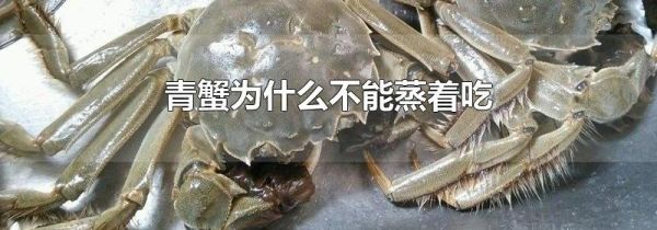 青蟹为什么不能蒸着吃