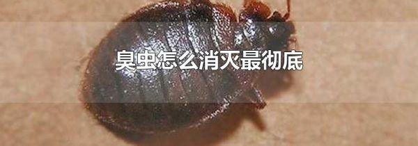 臭虫怎么消灭最彻底