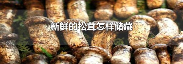 新鲜的松茸怎样储藏