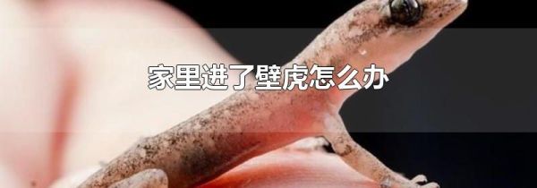 家里进了壁虎怎么办