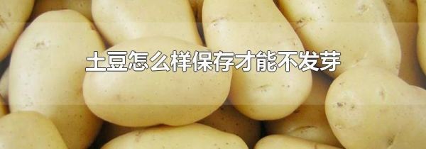 土豆怎么样保存才能不发芽