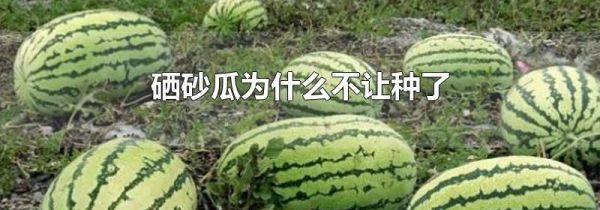 硒砂瓜为什么不让种了