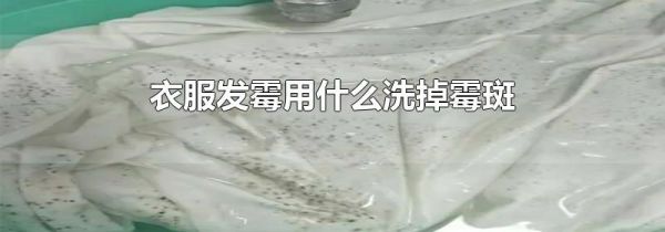 衣服发霉用什么洗掉霉斑
