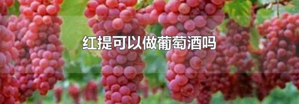 红提可以做葡萄酒吗