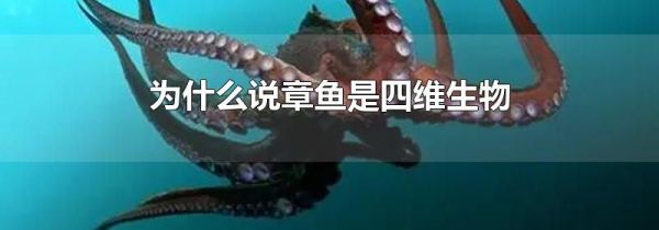 为什么说章鱼是四维生物