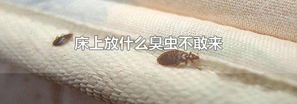 床上放什么臭虫不敢来