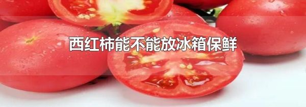 西红柿能不能放冰箱保鲜