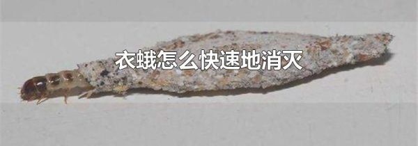 衣蛾怎么快速地消灭