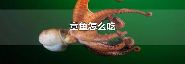 章鱼怎么吃