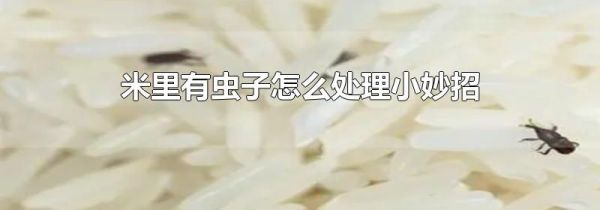 米里有虫子怎么处理小妙招