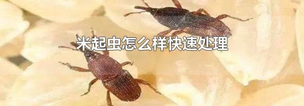 米起虫怎么样快速处理