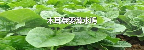 木耳菜要焯水吗