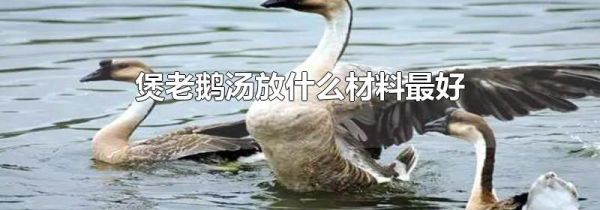 煲老鹅汤放什么材料最好