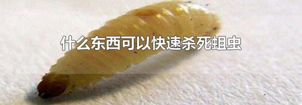 什么东西可以快速杀死蛆虫