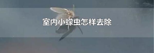 室内小蠓虫怎样去除