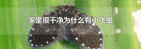 家里很干净为什么有小飞虫