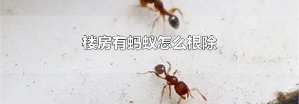 楼房有蚂蚁怎么根除