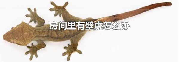 房间里有壁虎怎么办