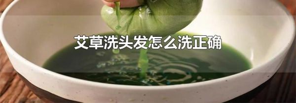 艾草洗头发怎么洗正确