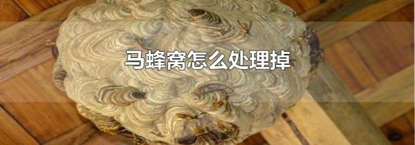 马蜂窝怎么处理掉
