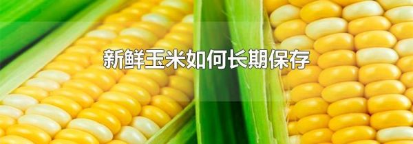 新鲜玉米如何长期保存
